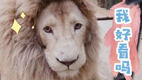 湾鳄vs大白鲨视频,生死对决，海洋霸主巅峰对决