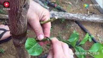 柑桔嫁接视频