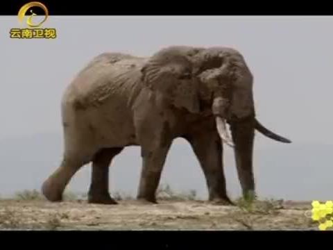 大马和大马配种视频